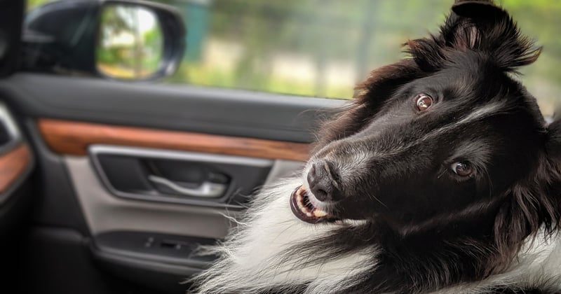Organiser un road trip en famille inoubliable : nos secrets pour des souvenirs magiques